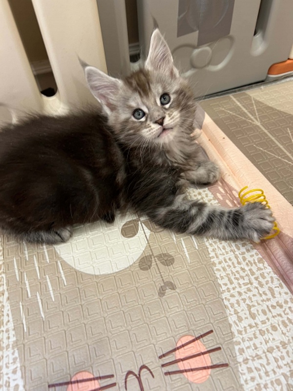 Hamilton Monterini - Kitten maine-coon 2 months 0.5 weeks