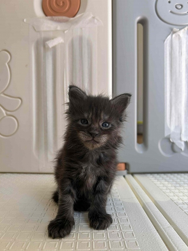 Houdini Monterini - Kitten maine-coon 4 weeks