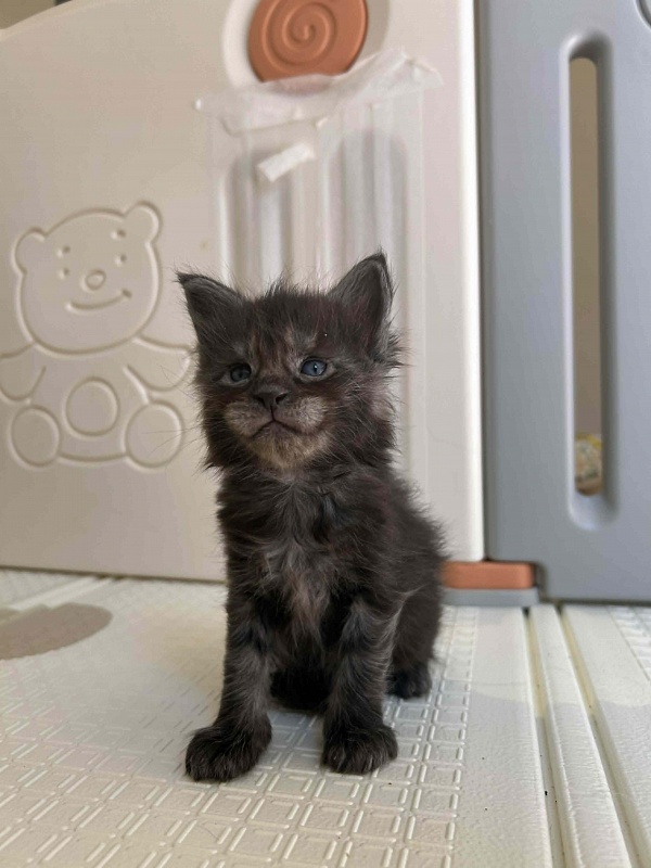 Houdini Monterini - Kitten maine-coon 4 weeks