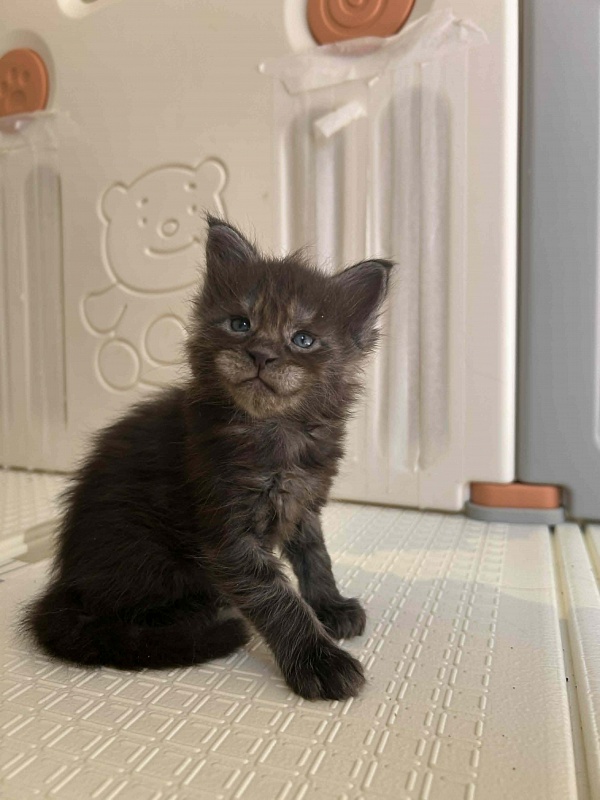 Houdini Monterini - Kitten maine-coon 4 weeks