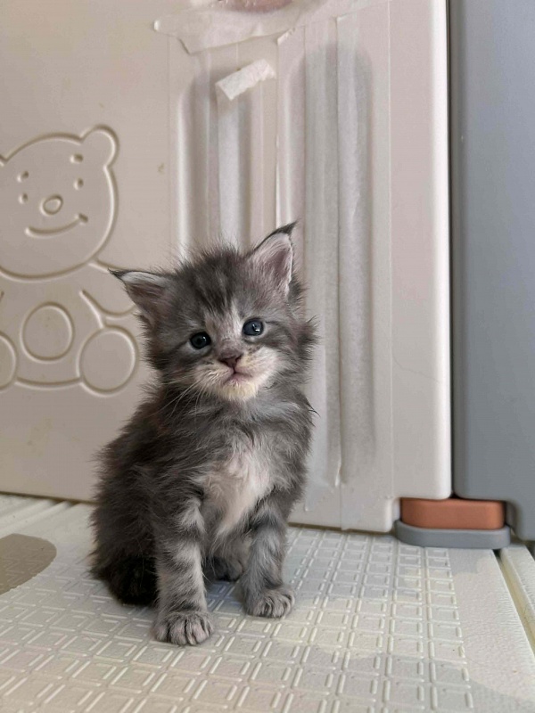 Holms Monterini - Kitten maine-coon 4 weeks