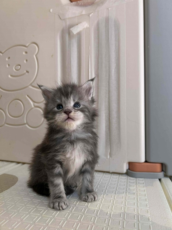 Holms Monterini - Kitten maine-coon 4 weeks