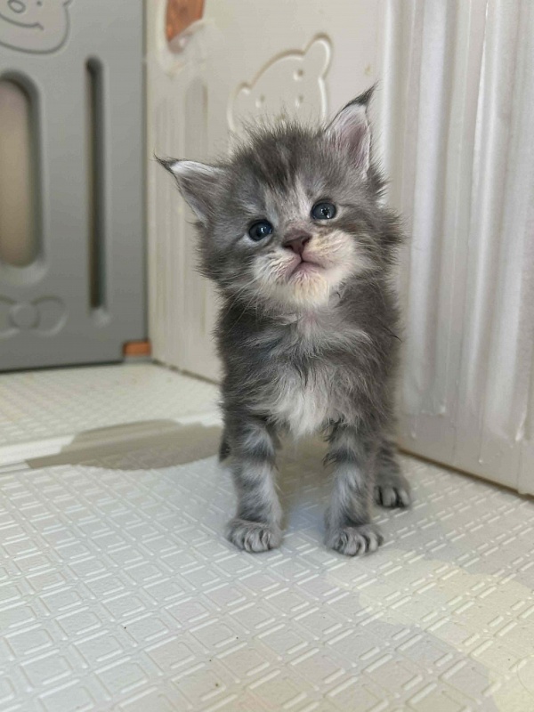 Holms Monterini - Kitten maine-coon 4 weeks
