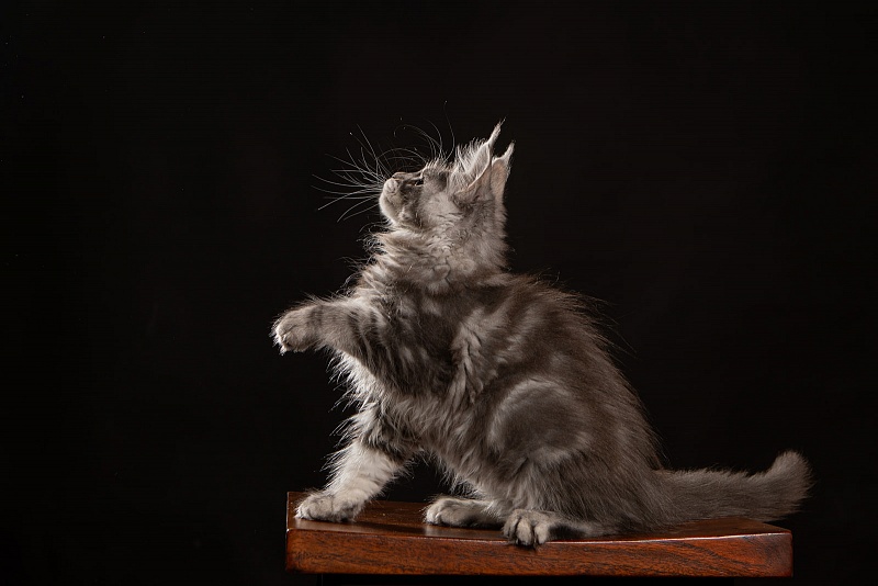 Holms Monterini - Kitten maine-coon 2 months 3.5 weeks