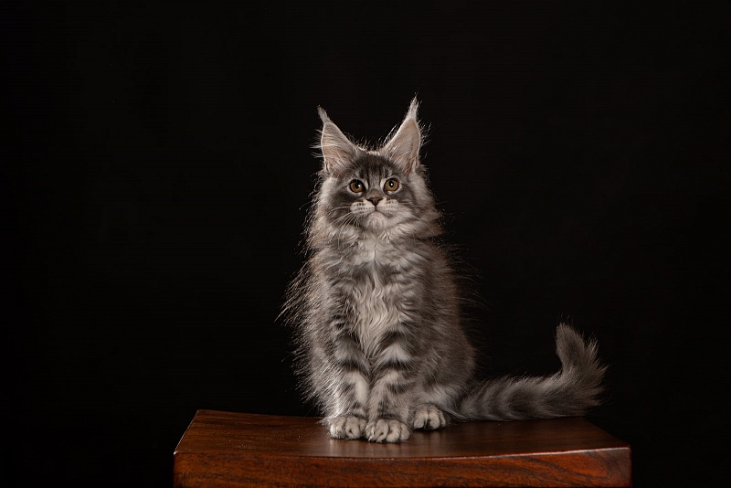 Holms Monterini - Kitten maine-coon 2 months 3.5 weeks