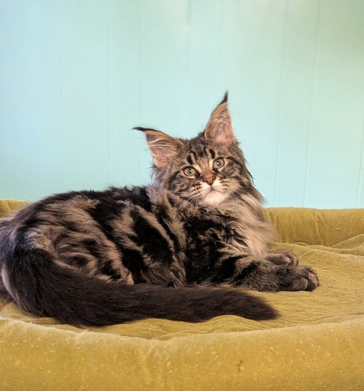 I'm Goldie Monterini - Kitten maine-coon 2 months 3 weeks