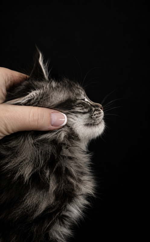 I'm Goldie Monterini - Kitten maine-coon 1 month 1 week