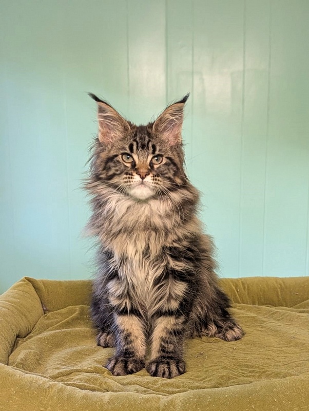 I'm Goldie Monterini - Kitten maine-coon 2 months 3 weeks