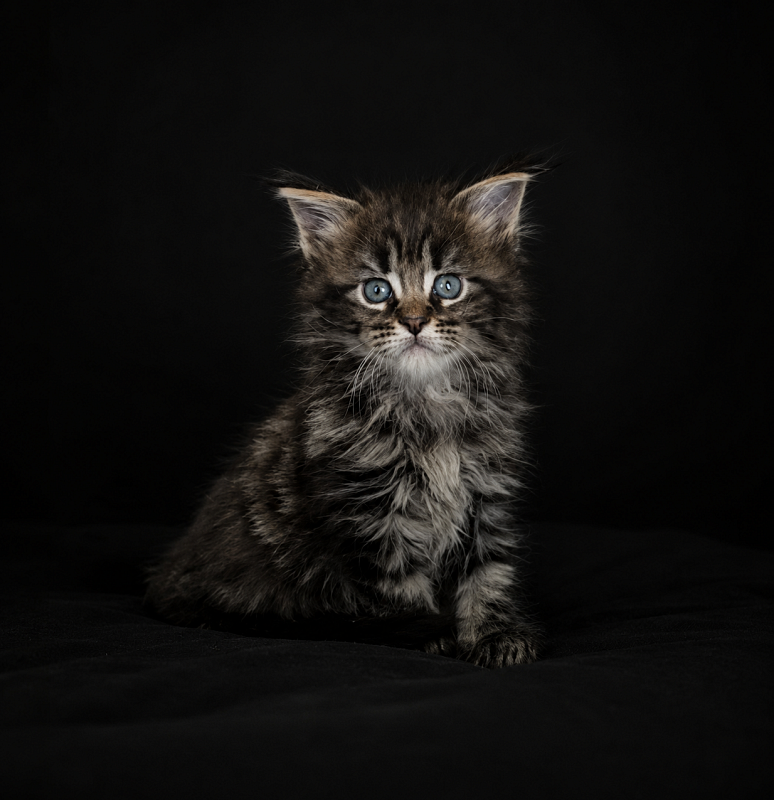 I'm Goldie Monterini - Kitten maine-coon 1 month 1 week