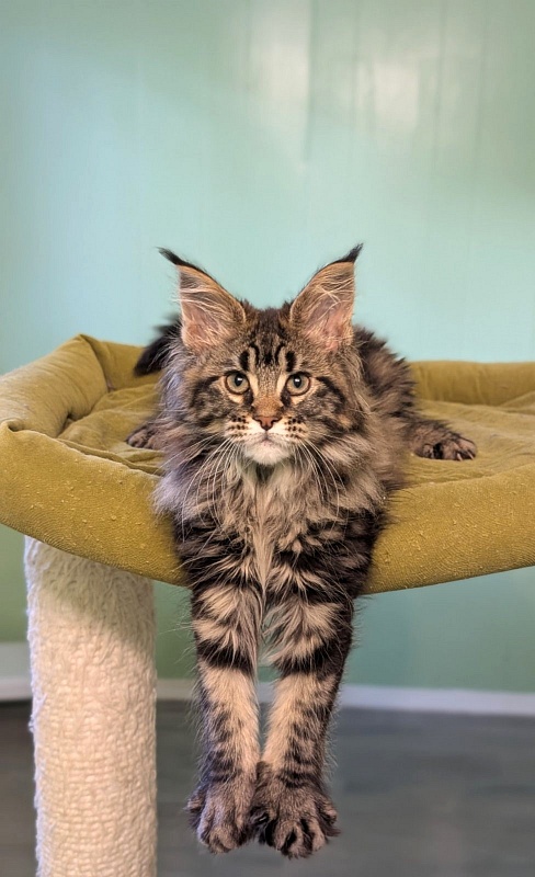 I'm Goldie Monterini - Kitten maine-coon 2 months 3 weeks