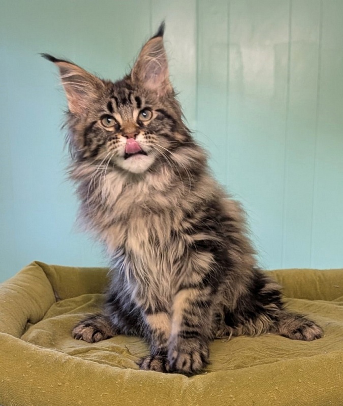 I'm Goldie Monterini - Kitten maine-coon 2 months 3 weeks
