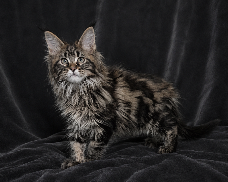 I'm Goldie Monterini - Kitten maine-coon 2 months 2.5 weeks