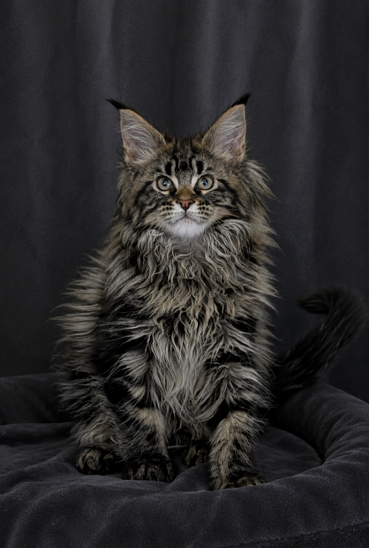 I'm Goldie Monterini - Kitten maine-coon 2 months 2.5 weeks