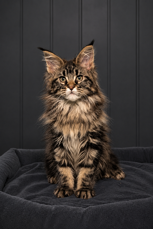 I'm Goldie Monterini - Kitten maine-coon 2 months 3 weeks