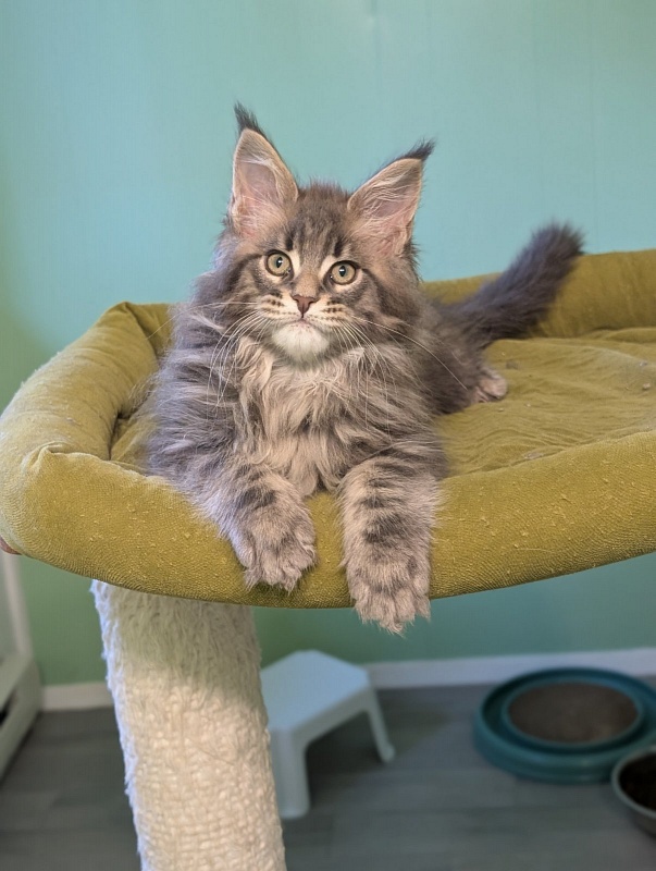 Igor Monterini - Kitten maine-coon 2 months 3 weeks