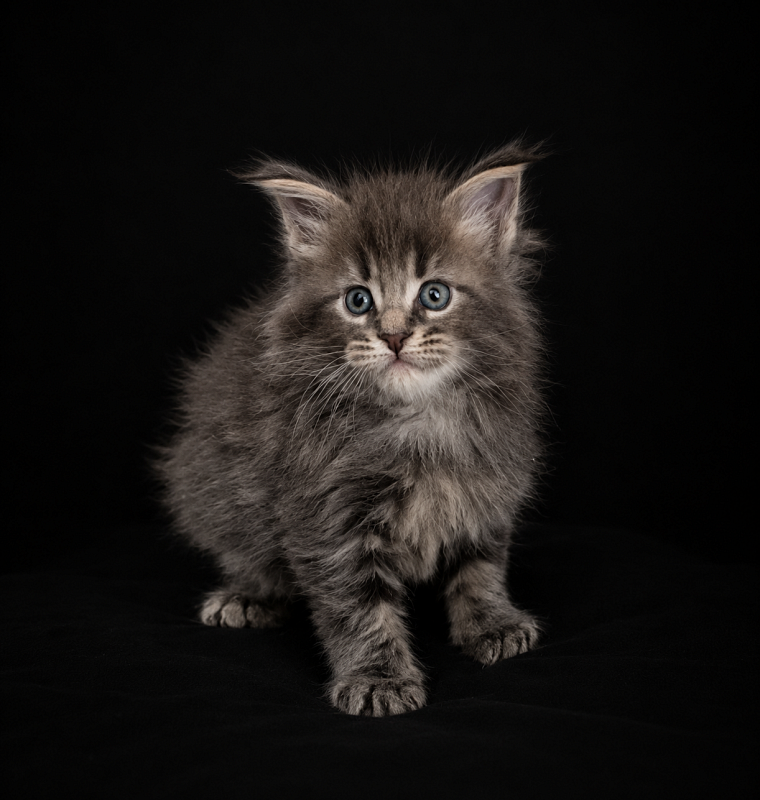 Igor Monterini - Kitten maine-coon 1 month 1 week