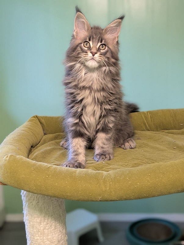 Igor Monterini - Kitten maine-coon 2 months 3 weeks