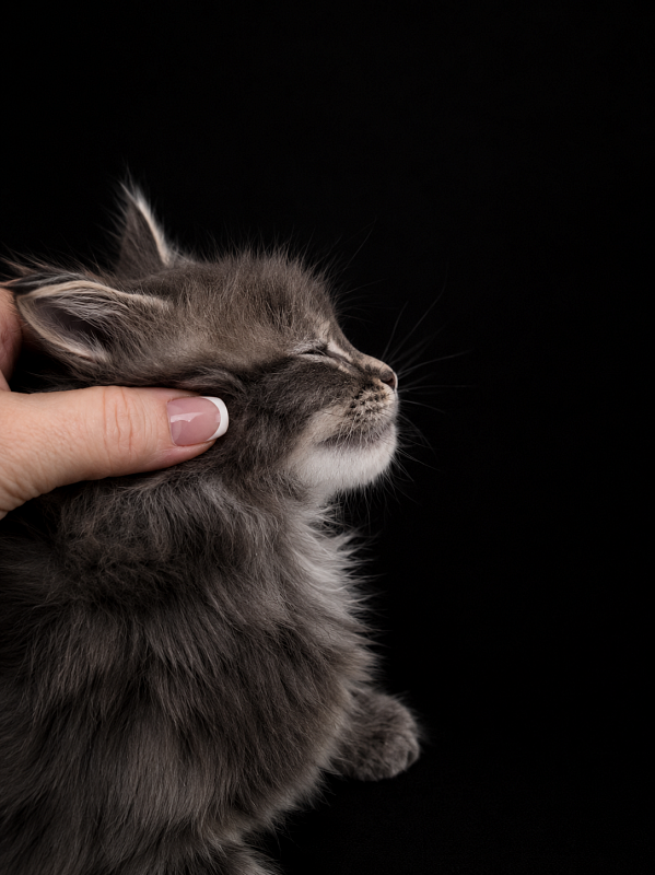 Igor Monterini - Kitten maine-coon 1 month 1 week