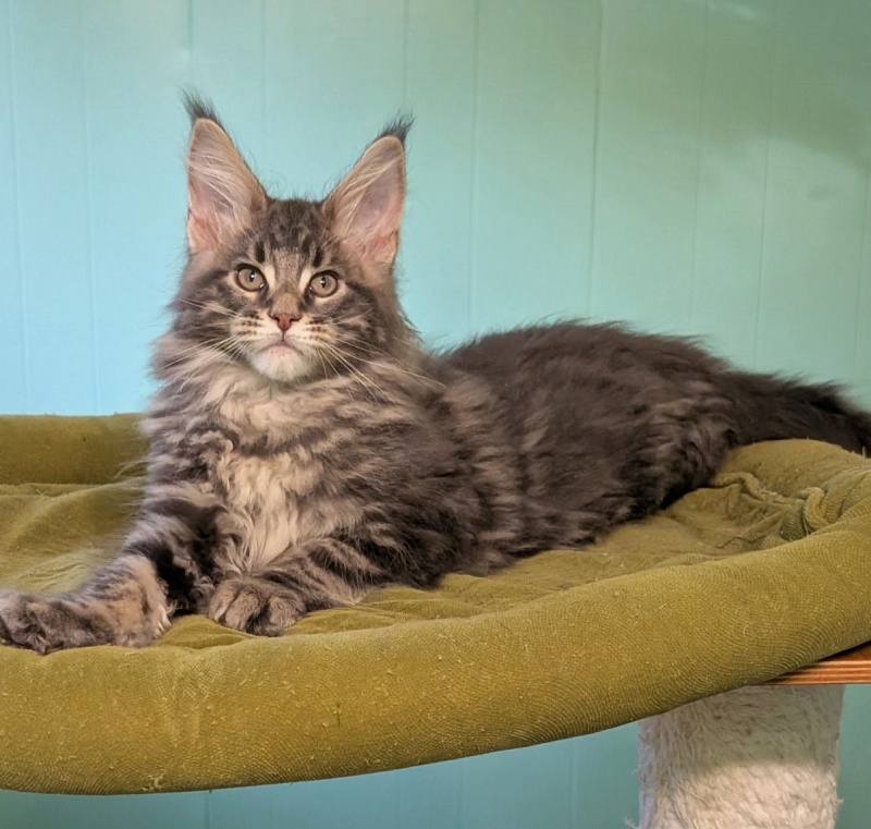 Indigo Monterini - Kitten maine-coon 2 months 3 weeks