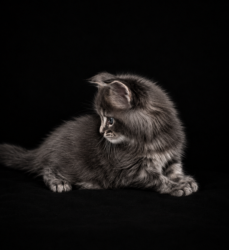 Indigo Monterini - Kitten maine-coon 1 month 1 week