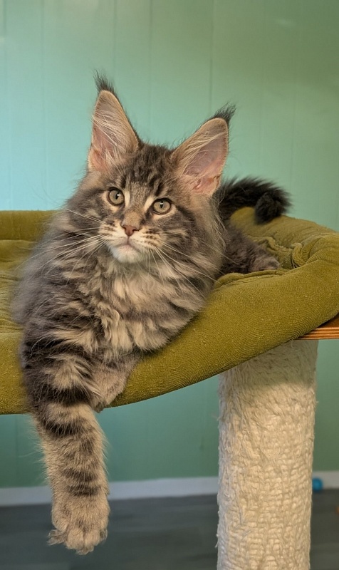 Indigo Monterini - Kitten maine-coon 2 months 3 weeks