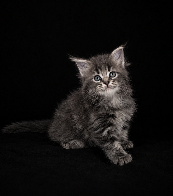 Indigo Monterini - Kitten maine-coon 1 month 1 week