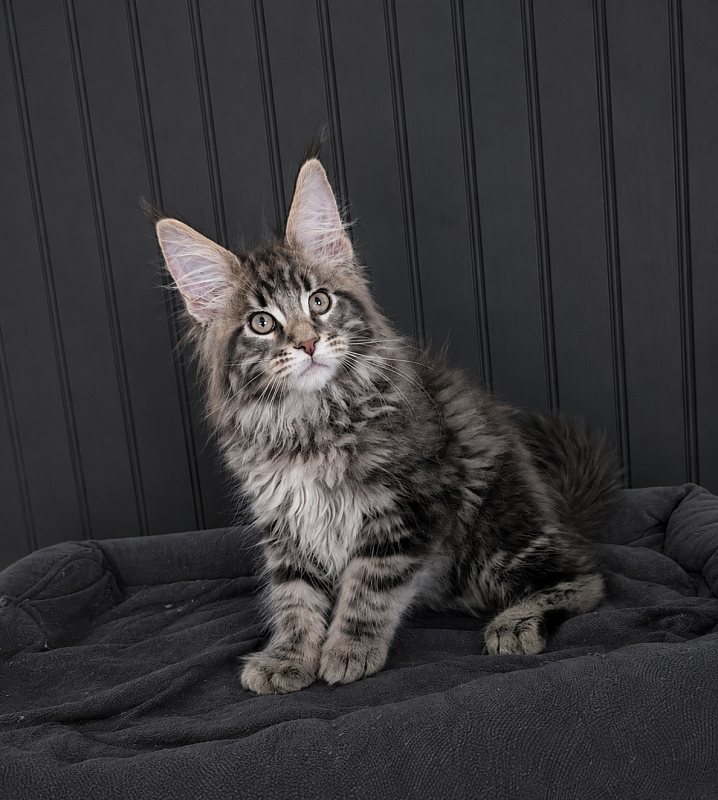 Indigo Monterini - Kitten maine-coon 2 months 2.5 weeks