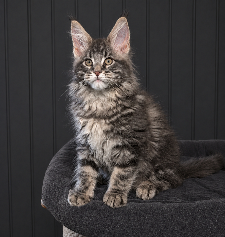 Indigo Monterini - Kitten maine-coon 2 months 3 weeks