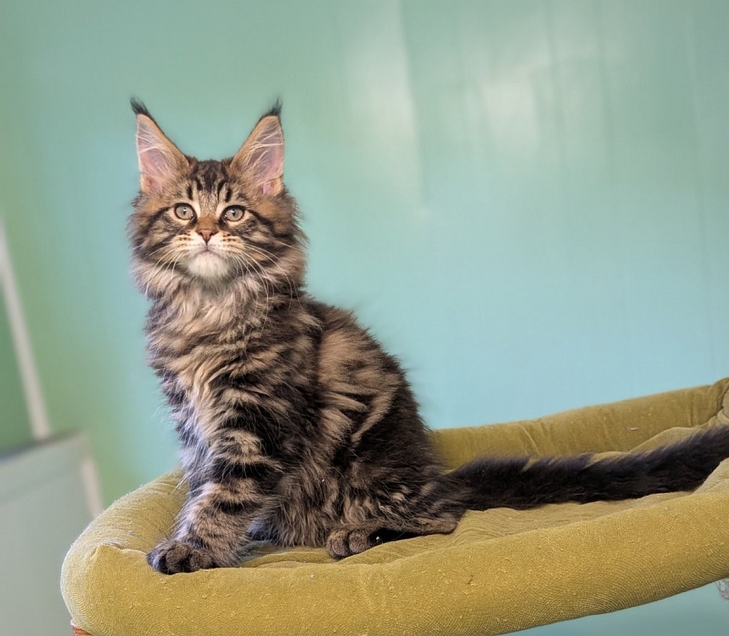 Irving Monterini - Kitten maine-coon 2 months 3 weeks
