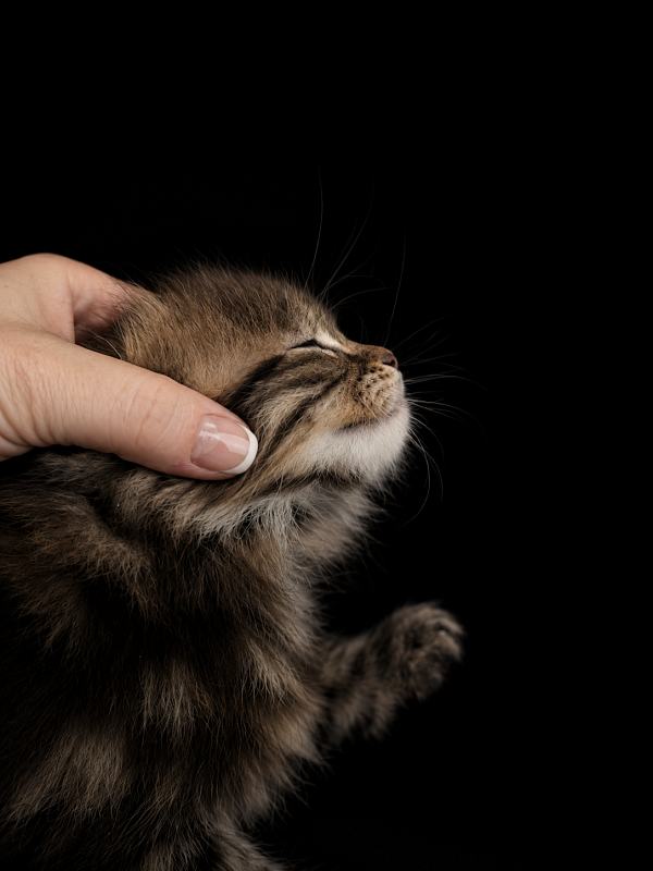 Irving Monterini - Kitten maine-coon 1 month 1 week