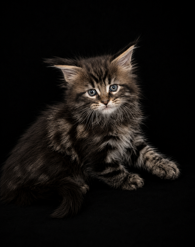 Irving Monterini - Kitten maine-coon 1 month 1 week