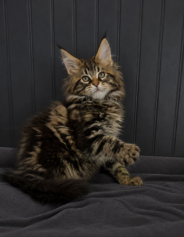 Irving Monterini - maine-coon