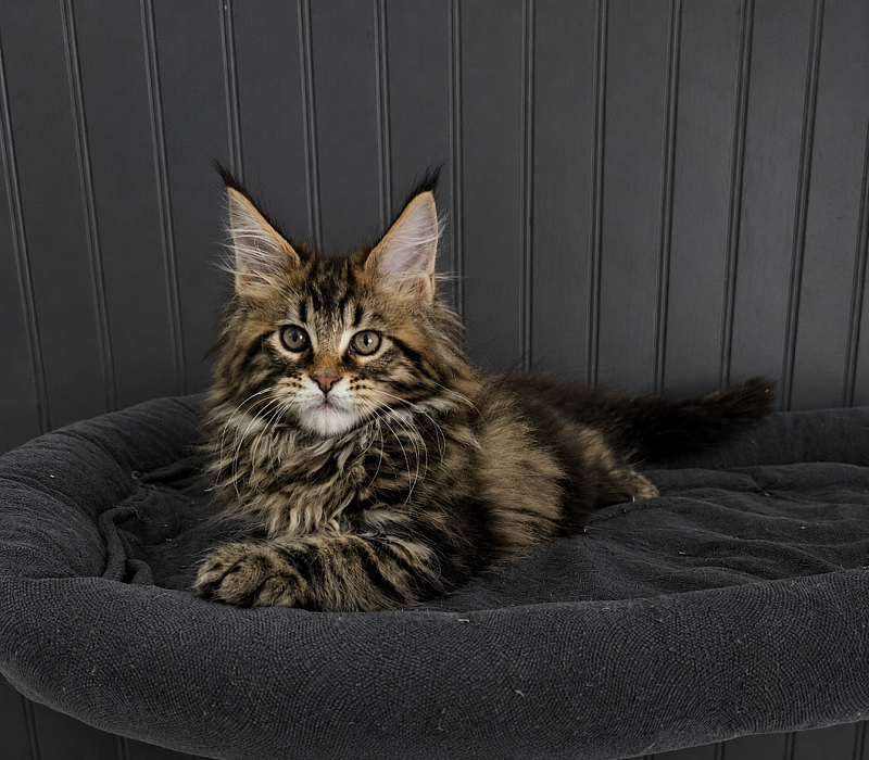 Irving Monterini - maine-coon