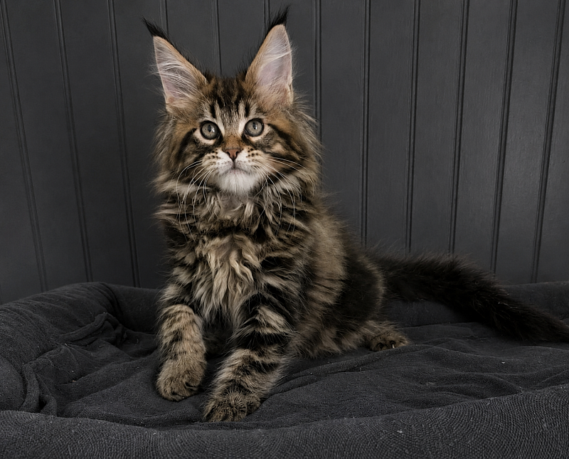 Irving Monterini - maine-coon