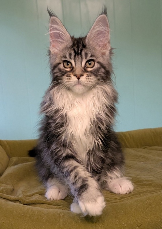 Jada Monterini - Kitten maine-coon 2 months 3 weeks