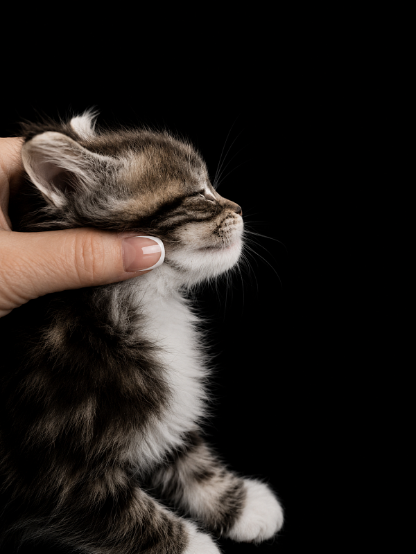 Jada Monterini - Kitten maine-coon 1 month