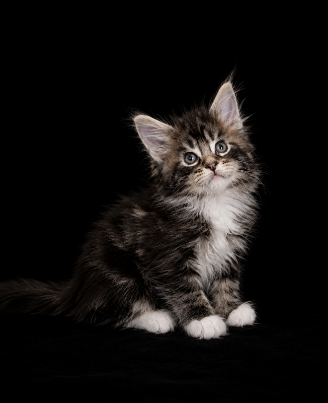 Jada Monterini - Kitten maine-coon 1 month