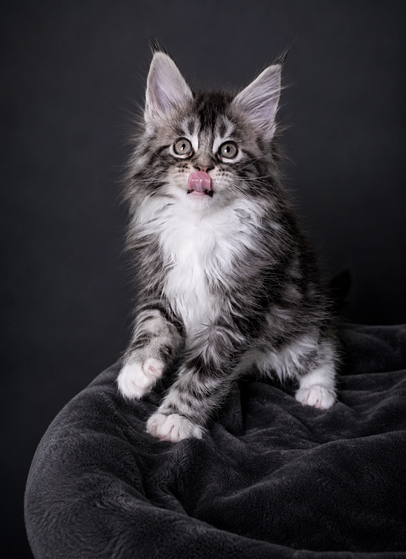 Jada Monterini - Kitten maine-coon 1 month 3.5 weeks