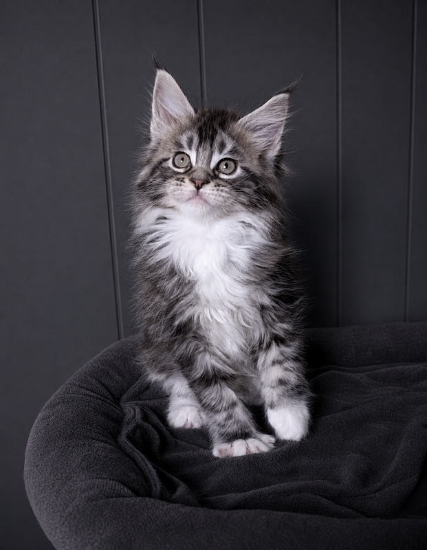 Jada Monterini - Kitten maine-coon 1 month 3.5 weeks