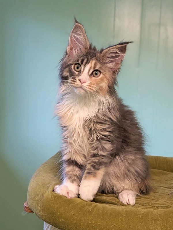 J'adore Monterini - Kitten maine-coon 2 months 3 weeks