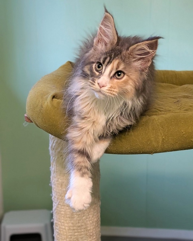 J'adore Monterini - Kitten maine-coon 2 months 3 weeks