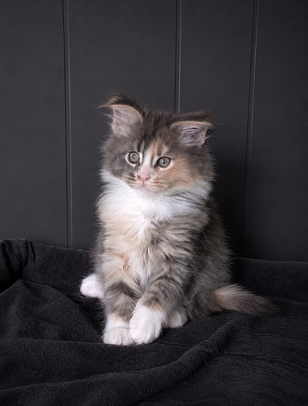 J'adore Monterini - Kitten maine-coon 1 month 3.5 weeks