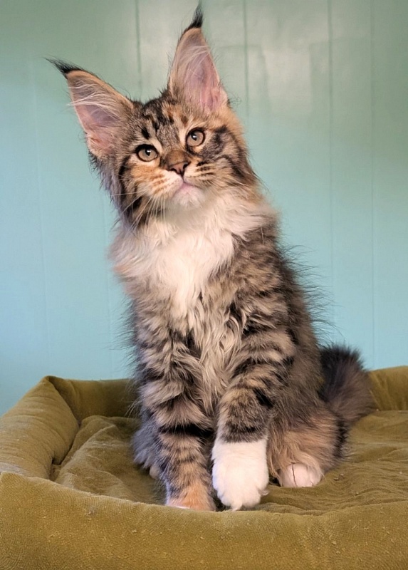 Jagger Monterini - Kitten maine-coon 2 months 3 weeks
