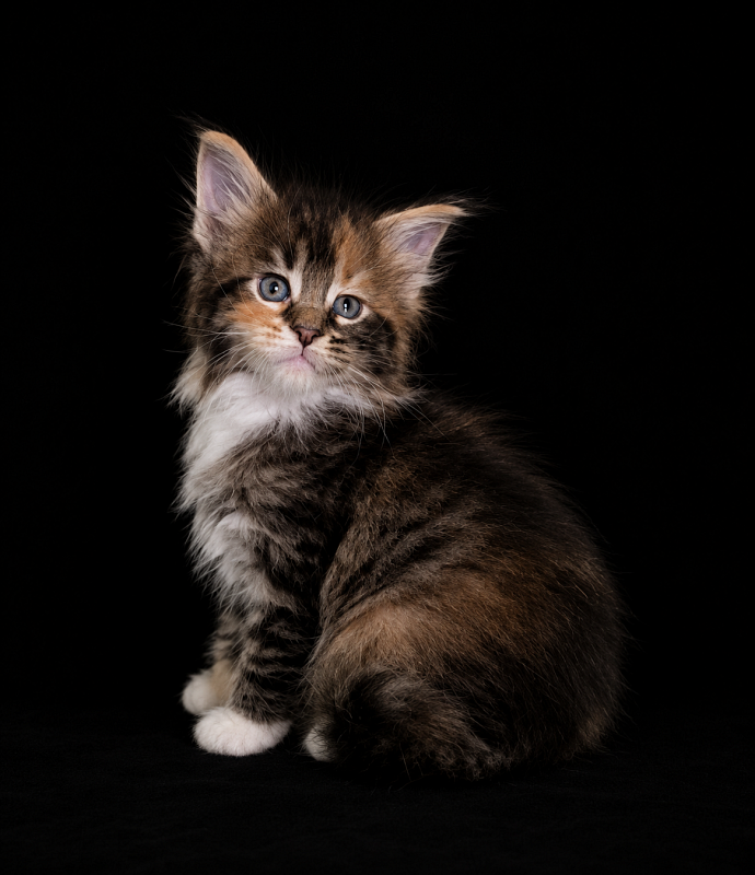 Jagger Monterini - Kitten maine-coon 1 month 1 week