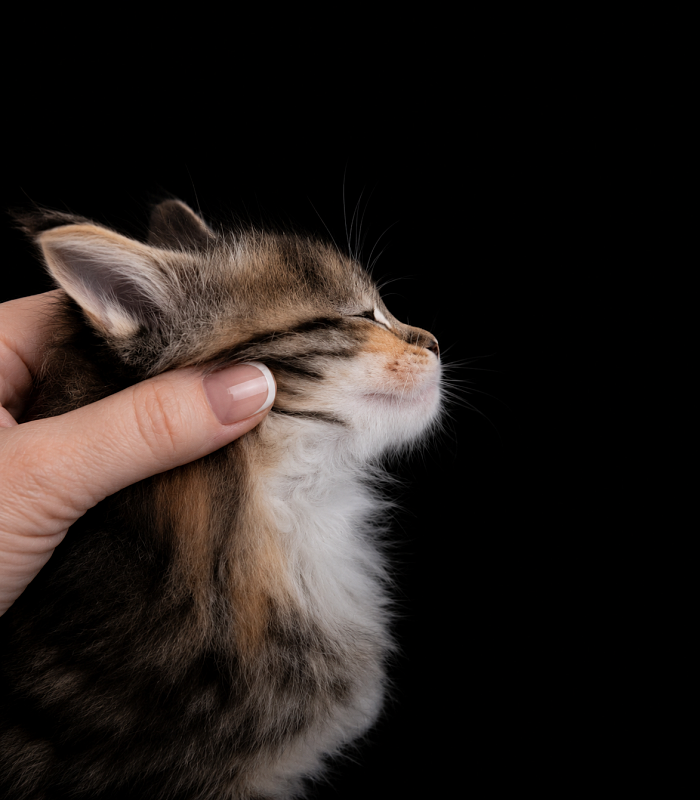 Jagger Monterini - Kitten maine-coon 1 month 1 week