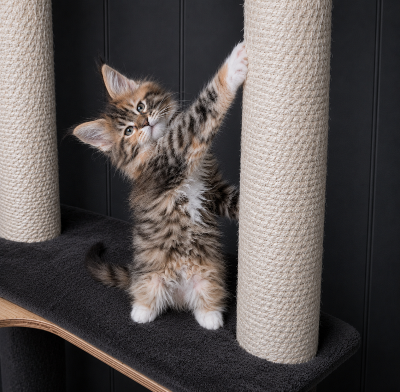 Jagger Monterini - Kitten maine-coon 1 month 3.5 weeks