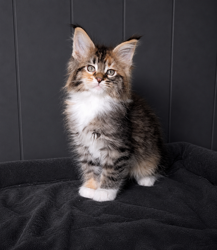 Jagger Monterini - Kitten maine-coon 1 month 3.5 weeks