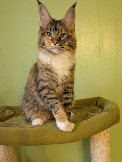 Jagger Monterini - Kitten maine-coon 6 months