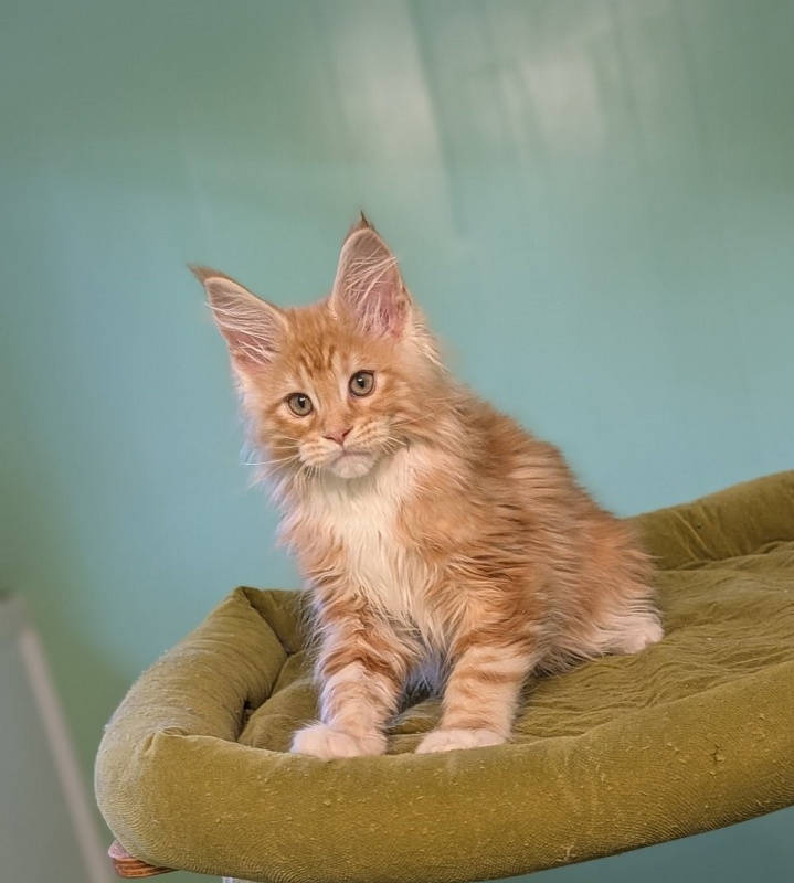 Jaguar Monterini - Kitten maine-coon 2 months 3 weeks