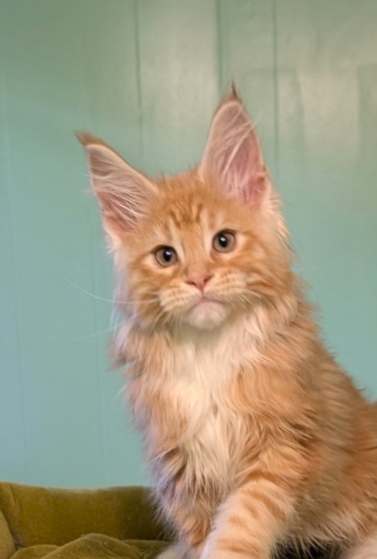 Jaguar Monterini - Kitten maine-coon 2 months 3 weeks